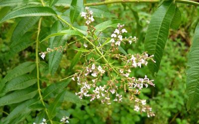 Chá de lúcia-lima: entenda benefícios da planta estudada por potencial Chá de lúcia-lima: entenda benefícios da planta estudada por potencial anticâncer