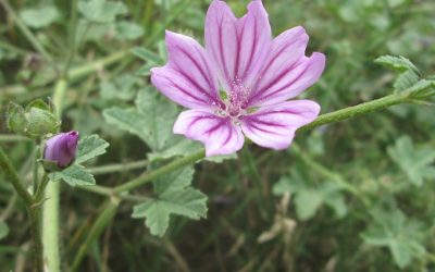 Chá de malva: para que serve esta planta med...