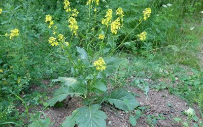 Chá de mostarda traz benefícios à saúde? Saiba mais