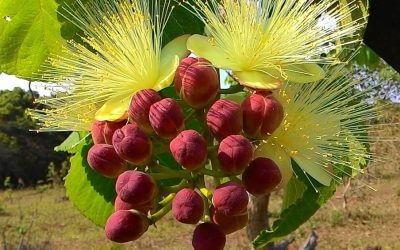 Chá de pequi traz benefícios?