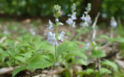Chá de verônica: para que serve e quais os benefícios