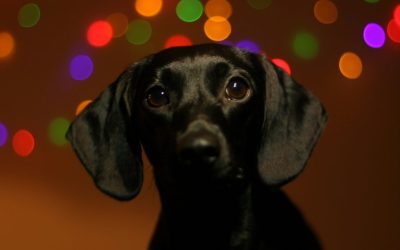 Como acalmar cães e gatos diante dos fogos de artifício da virada