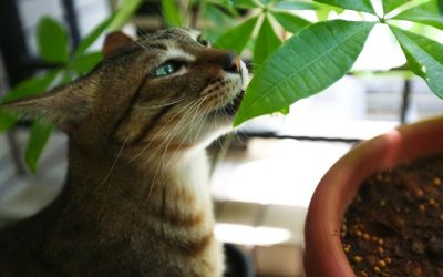 Conheça 10 plantas tóxicas para gatos e o que fazer em caso de acidentes