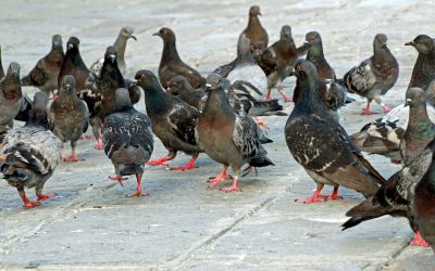 Criptococose (doença do pombo): o que é, sintomas e tratamento