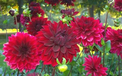 Dália: além de bonita, flor comestível é ric...