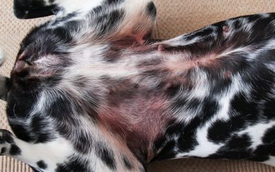 Dermatite em cachorros: quais os tipos e com...