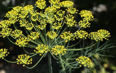 Endro: conheça 5 benefícios da erva e saiba...