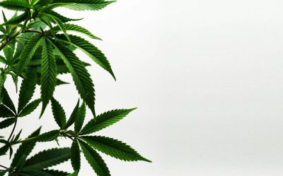Estudo confirma o principal uso da cannabis...