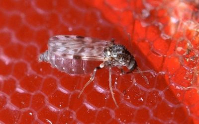 Febre oropouche se espalha pelo país e passa...