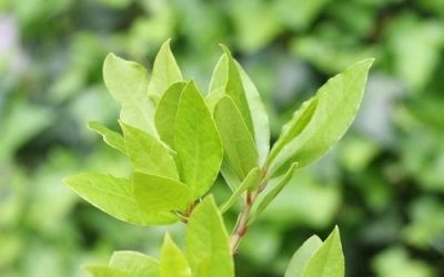 Folhas de louro (chá de louro): para que serve e como fazer o chá