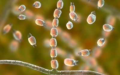 Infecções por superfungos preocupam especialistas e desafiam tratamentos