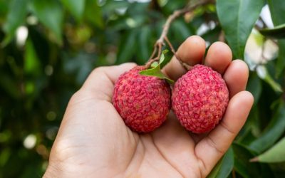 Lichia faz mal? Entenda a polêmica, os riscos reais e o que diz a ciência