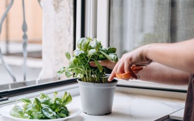 Manjericão e orégano ajudam a evitar danos às artérias, indica estudo