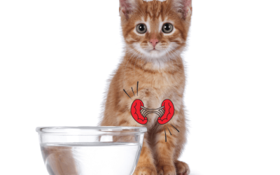 Medicamento freia perda de peso em gatos com insuficiência renal