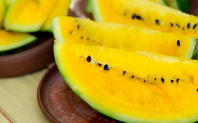 Melancia amarela tem menos sementes e é rica...