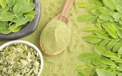 Moringa: para que serve, benefícios, como consumir (e como fazer o chá)