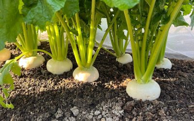 Nabo: conheça os benefícios à saúde e como utilizá-lo