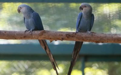 O vírus que assombra uma das aves mais ameaçadas do mundo