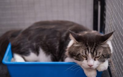 Obstrução urinária em gatos: saiba mais sobr...