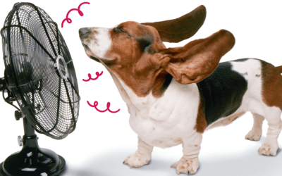 Onda de calor: 6 dicas para dar conforto a c...