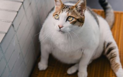 “Ozempet”? Farmacêuticas estudam canetas e implantes emagrecedores para cães e gatos