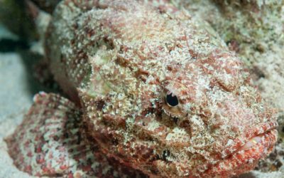 Peixe tem veneno?: Bagres e mais: conheça 4...