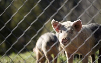 Pela primeira vez, pulmão de porco é transplantado para uma pessoa