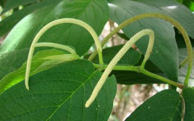 Pimenta-de-macaco: saiba para que serve a planta