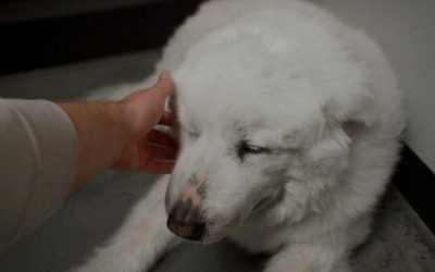 Piometra: a doença grave que ocorre em cadelas e gatas não castradas