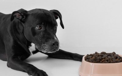 Ração natural para cães e gatos: entenda por...