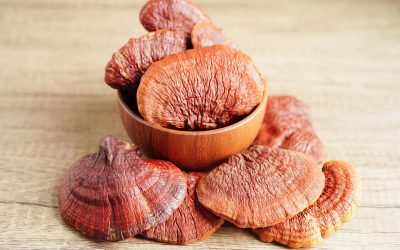 Reishi vermelho: para que serve o cogumelo e como consumir
