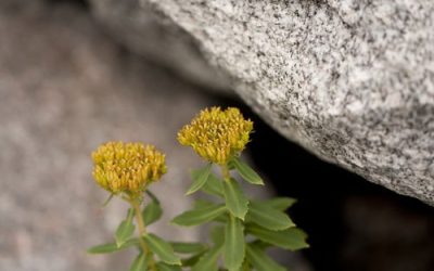 Rhodiola rosea: o que é, para que serve (e como tomar)