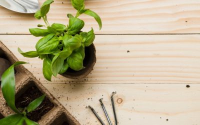 Salsinha, orégano e mais: 8 ervas para plant...