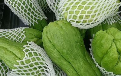 Será que o chá de chuchu serve para alguma coisa? Conheça usos e benefícios