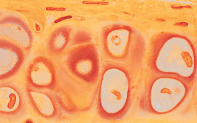 Zoom: um sopro de vida