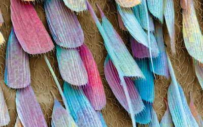 Zoom: vida de inseto | Veja Saúde